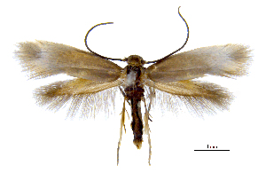  ( - MMP005414)  @11 [ ] Copyright (2025) Australian National Insect Collection, CSIRO Australian National Insect Collection, CSIRO, Australia