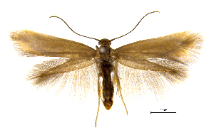  ( - MMP005415)  @11 [ ] Copyright (2025) Australian National Insect Collection, CSIRO Australian National Insect Collection, CSIRO, Australia