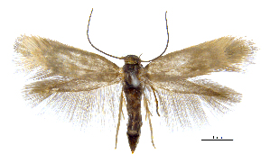  (Prophylactis heterophyllax - MMP005416)  @11 [ ] Copyright (2025) Australian National Insect Collection, CSIRO Australian National Insect Collection, CSIRO, Australia