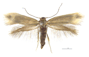  (Prophylactis molloyax - MMP005419)  @11 [ ] Copyright (2025) Australian National Insect Collection, CSIRO Australian National Insect Collection, CSIRO, Australia