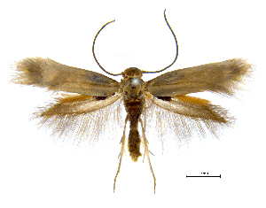  ( - MMP005420)  @11 [ ] Copyright (2025) Australian National Insect Collection, CSIRO Australian National Insect Collection, CSIRO, Australia