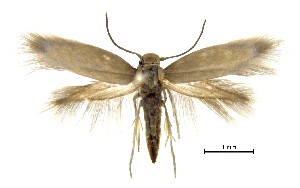  (Prophylactis binbin - MMP005422)  @11 [ ] Copyright (2025) Australian National Insect Collection, CSIRO Australian National Insect Collection, CSIRO, Australia