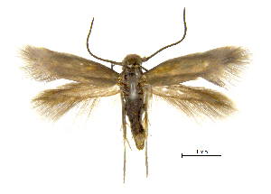  ( - MMP005423)  @11 [ ] Copyright (2025) Australian National Insect Collection, CSIRO Australian National Insect Collection, CSIRO, Australia