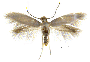  ( - MMP005424)  @11 [ ] Copyright (2025) Australian National Insect Collection, CSIRO Australian National Insect Collection, CSIRO, Australia