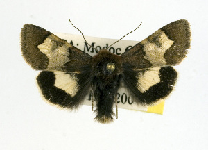 (Heliothis proruptus - USNM ENT 00161865.1)  @14 [ ] No Rights Reserved  Unspecified Unspecified