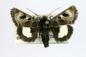  (Heliothis belladonna - USNM ENT 00161867.1)  @13 [ ] No Rights Reserved  Unspecified Unspecified