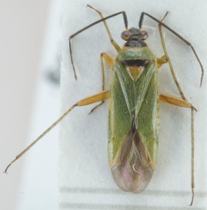  (Orthotylus virens - TR00487)  @12 [ ] CreativeCommons - Attribution Non-Commercial (2015) Marko Mutanen University of Oulu