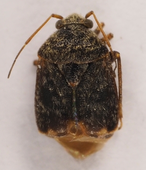  (Charagochilus gyllenhalii - ZMUO.026708)  @13 [ ] CreativeCommons - Attribution Non-Commercial (2016) Marko Mutanen University of Oulu