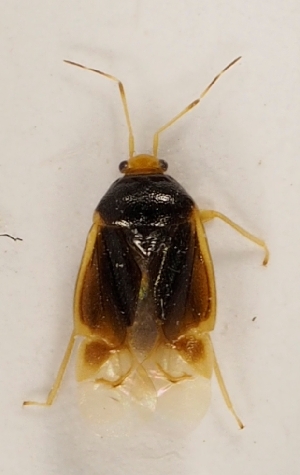  ( - ZMUO.026674)  @11 [ ] CreativeCommons - Attribution Non-Commercial (2016) Marko Mutanen University of Oulu