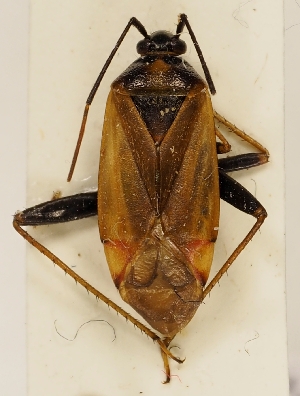  (Adelphocoris seticornis - ZMUO.026687)  @14 [ ] CreativeCommons - Attribution Non-Commercial (2016) Marko Mutanen University of Oulu