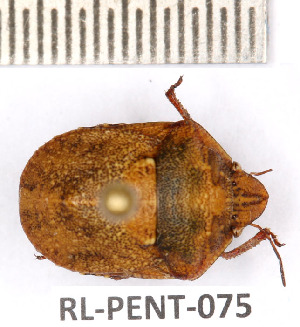  (Psacasta granulata - RL-PENT-075)  @11 [ ] Copyright (2020) Roland Lupoli Unspecified