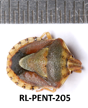  (Antheminia - RL-PENT-205)  @11 [ ] CC-by (2025) Roland Lupoli Research collection of Roland Lupoli