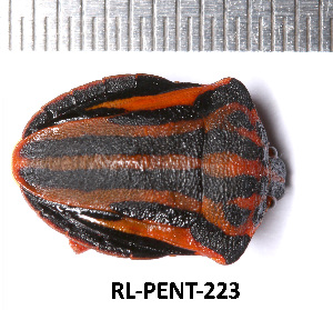  (Graphosoma interruptum - RL-PENT-223)  @11 [ ] CC-by (2025) Roland Lupoli Research collection of Roland Lupoli