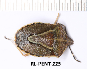  (Eudolycoris - RL-PENT-225)  @11 [ ] CC-by (2025) Roland Lupoli Research collection of Roland Lupoli