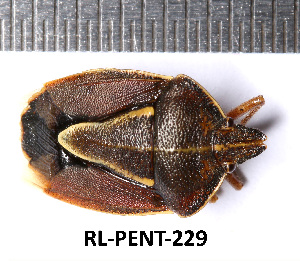  ( - RL-PENT-229)  @11 [ ] CC-by (2025) Roland Lupoli Research collection of Roland Lupoli