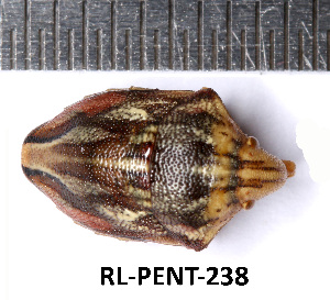  (Odontotarsus grammicus - RL-PENT-238)  @11 [ ] CC-by (2025) Roland Lupoli Research collection of Roland Lupoli