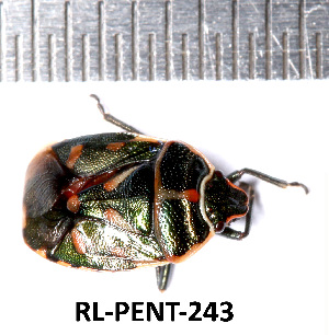  (Eurydema rotundicollis - RL-PENT-243)  @11 [ ] CC-by (2025) Roland Lupoli Research collection of Roland Lupoli