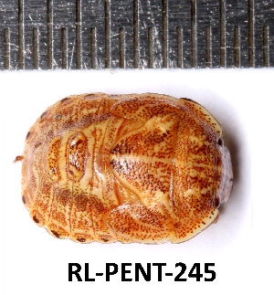  (Psacasta - RL-PENT-245)  @11 [ ] CC-by (2025) Roland Lupoli Research collection of Roland Lupoli