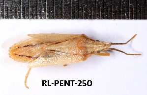  (Mecidea lindbergi - RL-PENT-250)  @11 [ ] CC-by (2025) Roland Lupoli Research collection of Roland Lupoli