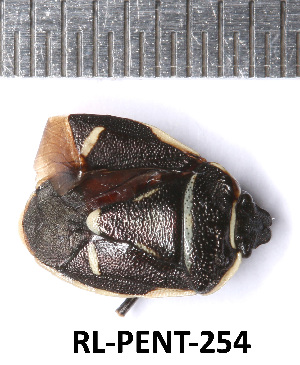  (Eurydema nigriceps - RL-PENT-254)  @11 [ ] CC-by (2025) Roland Lupoli Research collection of Roland Lupoli