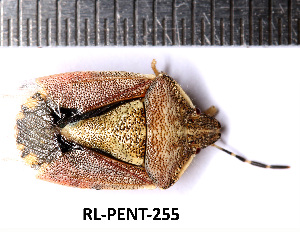  (Dolycoris numidicus - RL-PENT-255)  @11 [ ] CC-by (2025) Roland Lupoli Research collection of Roland Lupoli