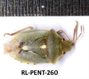  (Brachynema purpureomarginatum - RL-PENT-260)  @11 [ ] CC-by (2025) Roland Lupoli Research collection of Roland Lupoli