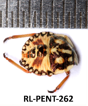  (Carpocoris mediterraneus - RL-PENT-262)  @11 [ ] CC-by (2025) Roland Lupoli Research collection of Roland Lupoli