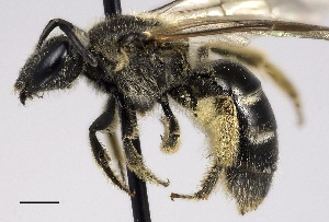  (Lasioglossum cinctipes - DIAL1849F07-ON)  @14 [ ] CreativeCommons - Attribution Non-Commercial No Derivatives (2015) Laurence Packer York University