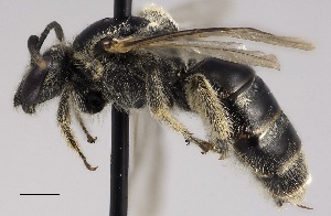  (Lasioglossum fedorense - D01561D01-IN)  @11 [ ] CreativeCommons - Attribution Non-Commercial No Derivatives (2015) Laurence Packer York University