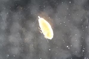  (Phenacoccus piceae - ZMBN_Coc12)  @11 [ ] copyright (2014) Bergen Museum Bergen Museum