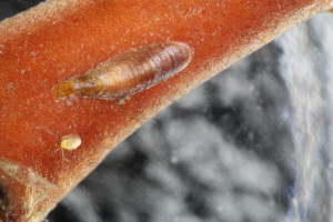  ( - ZMBN_Coc54)  @11 [ ] copyright (2014) Bergen Museum Bergen Museum