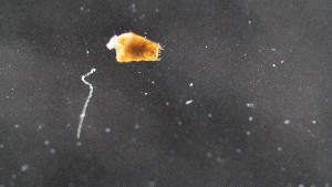  ( - ZMBN_Coc57)  @11 [ ] copyright (2014) Bergen Museum Bergen Museum