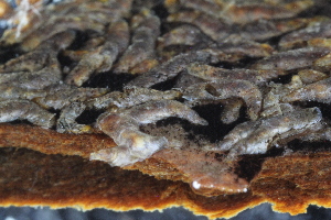  ( - ZMBN_Coc73)  @11 [ ] copyright (2014) Bergen Museum Bergen Museum