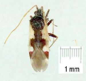  (Hallodapus cf. pseudosimilis - gvc12863-1L)  @13 [ ] Copyright (2004) Graeme V. Cocks Unspecified
