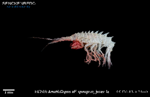  ( - HG_500)  @11 [ ] CreativeCommons - Attribution Share-Alike (2025) Unspecified Senckenberg am Meer Wilhelmshaven, Department German Centre for Marine Biodiversity Research