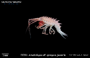  ( - HG_501)  @11 [ ] CreativeCommons - Attribution Share-Alike (2025) Unspecified Senckenberg am Meer Wilhelmshaven, Department German Centre for Marine Biodiversity Research