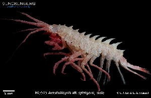  ( - HG_515)  @11 [ ] CreativeCommons - Attribution Share-Alike (2025) Unspecified Senckenberg am Meer Wilhelmshaven, Department German Centre for Marine Biodiversity Research