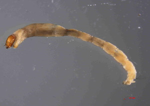  ( - Glyptotendipes tokunagai S9)  @11 [ ] Copyright (2025) Qi lei Xinyang Agriculture and Forestry University
