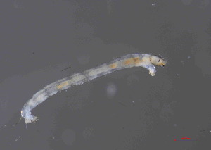  ( - Glyptotendipes tokunagai S8)  @11 [ ] Copyright (2025) Qi lei Xinyang Agriculture and Forestry University