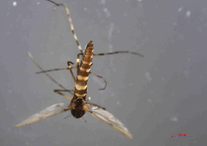  (Stictochironomus sp - Chironomidae Stictochironomus S3)  @11 [ ] Copyright (2025) Qi lei Xinyang Agriculture and Forestry University