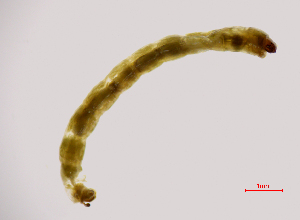  ( - Glyptotendipes tokunagai S10)  @11 [ ] Copyright (2025) Qi lei Xinyang Agriculture and Forestry University