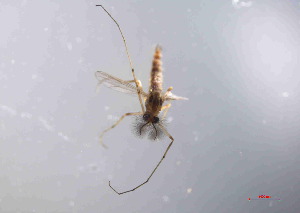  ( - Glyptotendipes tokunagai s5)  @11 [ ] Copyright (2025) Qi lei Xinyang Agriculture and Forestry University