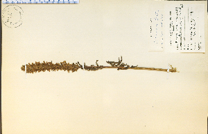  (Pedicularis bracteosa - 14516HIM)  @11 [ ] CreativeCommons - Attribution Non-Commercial Share-Alike (2012) University of Guelph, Canada OAC-BIO Herbarium
