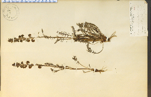  (Pedicularis contorta - 14534HIM)  @11 [ ] CreativeCommons - Attribution Non-Commercial Share-Alike (2012) University of Guelph, Canada OAC-BIO Herbarium