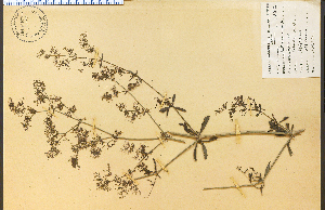  (Galium sylvaticum - 14995HIM)  @11 [ ] CreativeCommons - Attribution Non-Commercial Share-Alike (2012) University of Guelph, Canada OAC-BIO Herbarium
