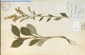  (Solidago arguta - 15489aHIM)  @11 [ ] CreativeCommons - Attribution Non-Commercial Share-Alike (2012) University of Guelph, Canada OAC-BIO Herbarium