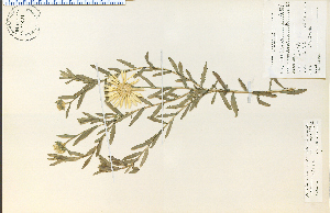  (Xanthisma texanum - 15523HIM)  @11 [ ] CreativeCommons - Attribution Non-Commercial Share-Alike (2012) University of Guelph, Canada OAC-BIO Herbarium