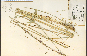  ( - 1492HIM)  @11 [ ] CreativeCommons - Attribution Non-Commercial Share-Alike (2012) University of Guelph, Canada OAC-BIO Herbarium