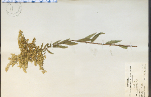  (Solidago odora - 15674HIM)  @11 [ ] CreativeCommons - Attribution Non-Commercial Share-Alike (2012) University of Guelph, Canada OAC-BIO Herbarium