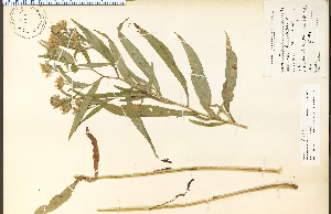  (Symphyotrichum novi-belgii - 15878HIM)  @11 [ ] CreativeCommons - Attribution Non-Commercial Share-Alike (2012) University of Guelph, Canada OAC-BIO Herbarium